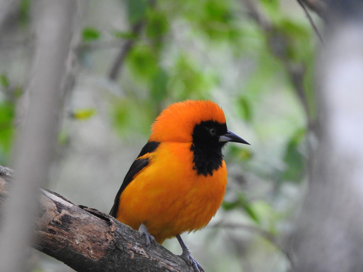 Orange-backed Troupial - ML622070823