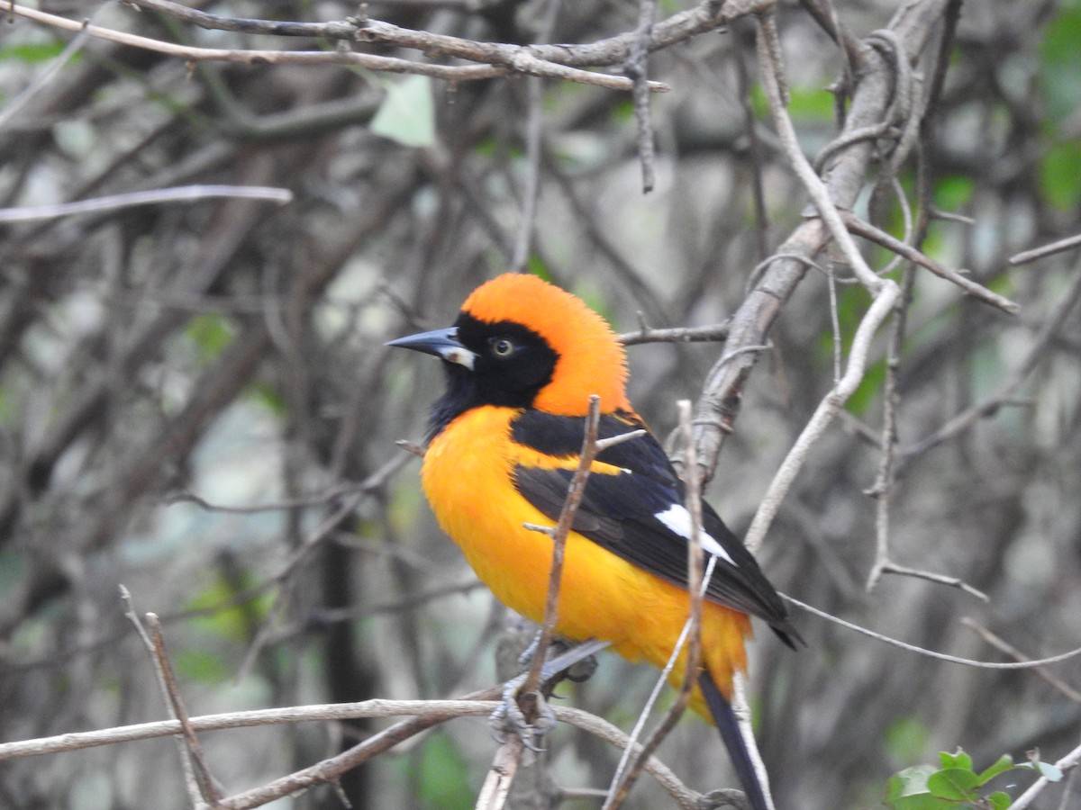 Orange-backed Troupial - ML622070824