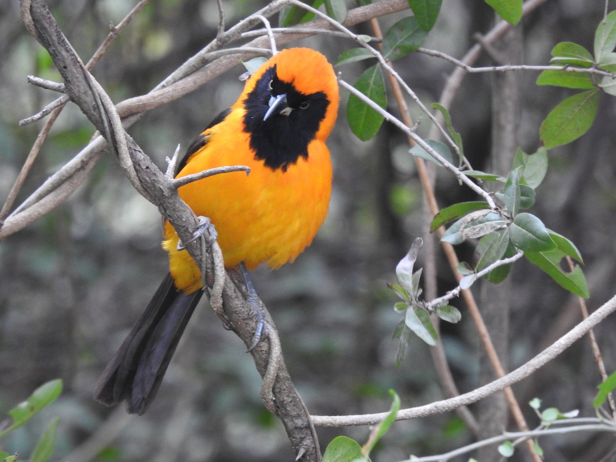 Orange-backed Troupial - Juan Isacch