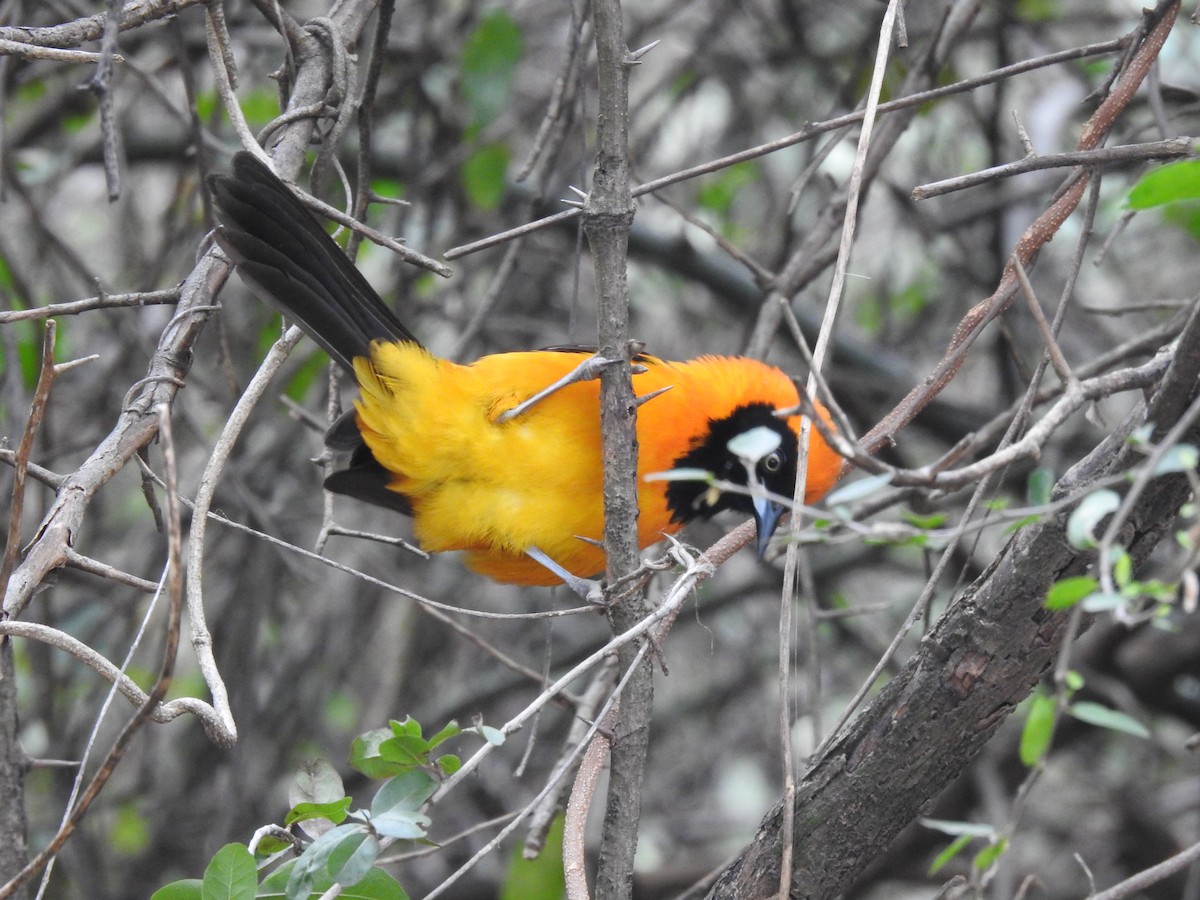 Orange-backed Troupial - ML622070826