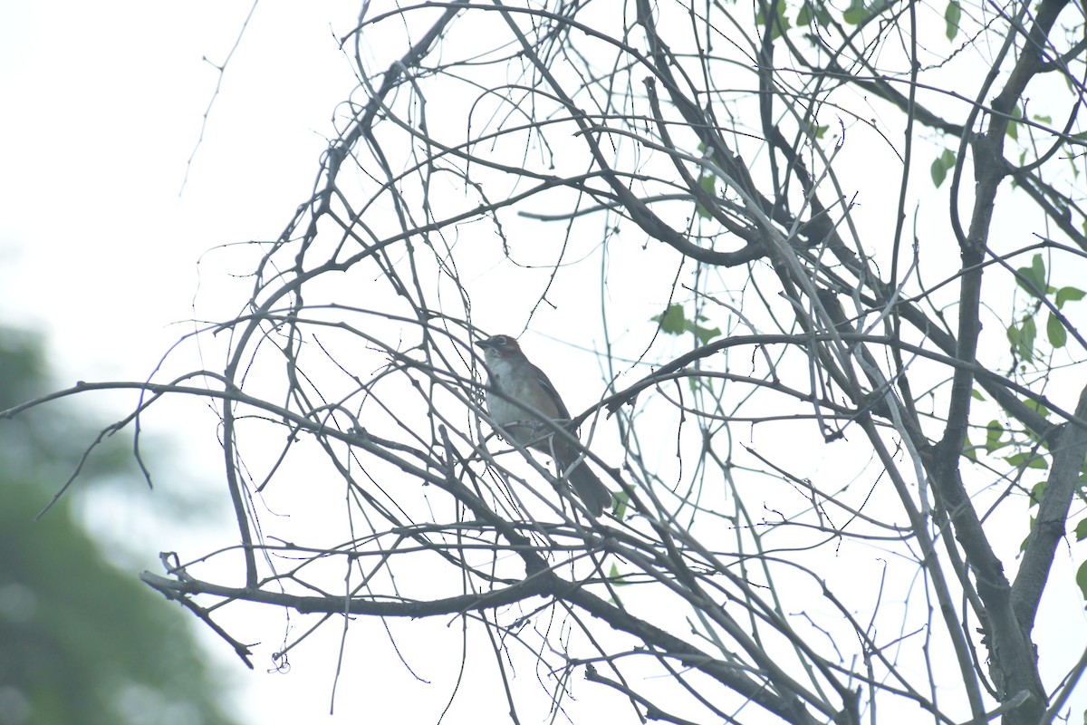 Rusty-crowned Ground-Sparrow - ML622070831