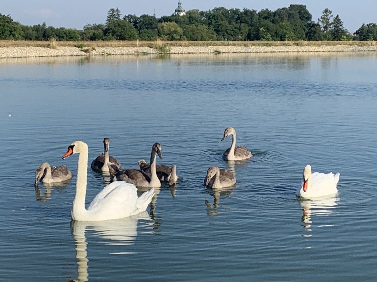 Хуруут хун - ML622070833