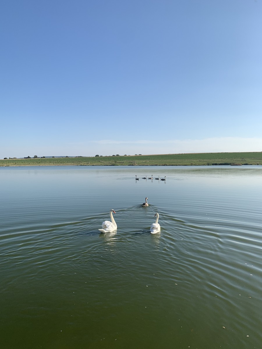 Хуруут хун - ML622070834