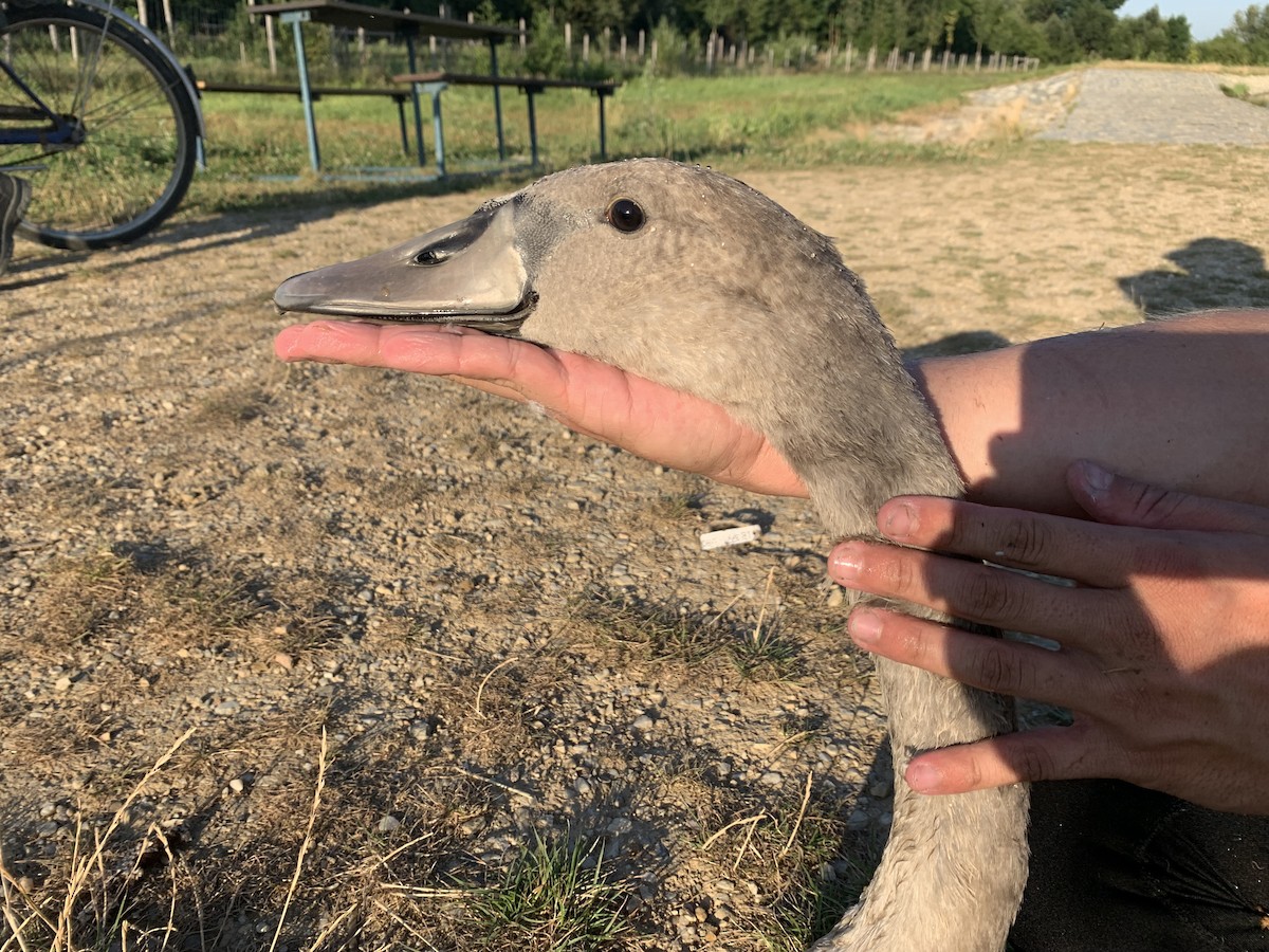 Хуруут хун - ML622070835