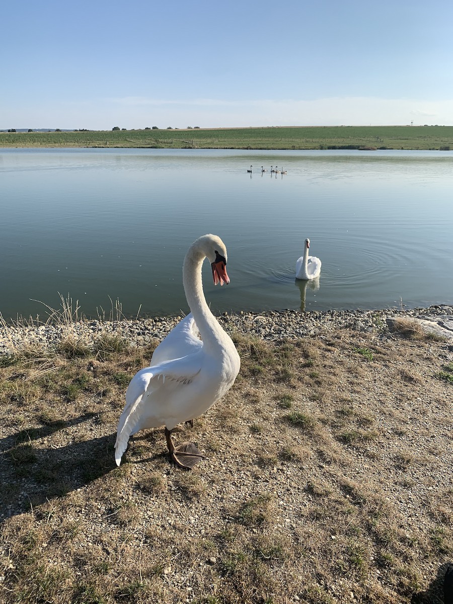 Хуруут хун - ML622070836