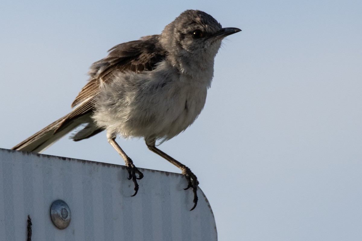 Northern Mockingbird - ML622070843