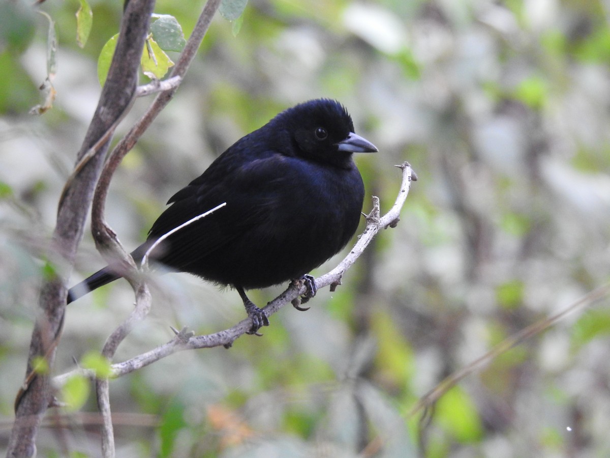 White-lined Tanager - Juan Isacch