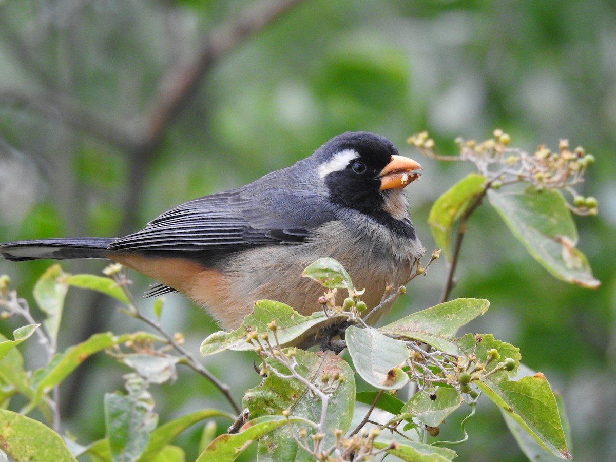 Golden-billed Saltator - ML622070867