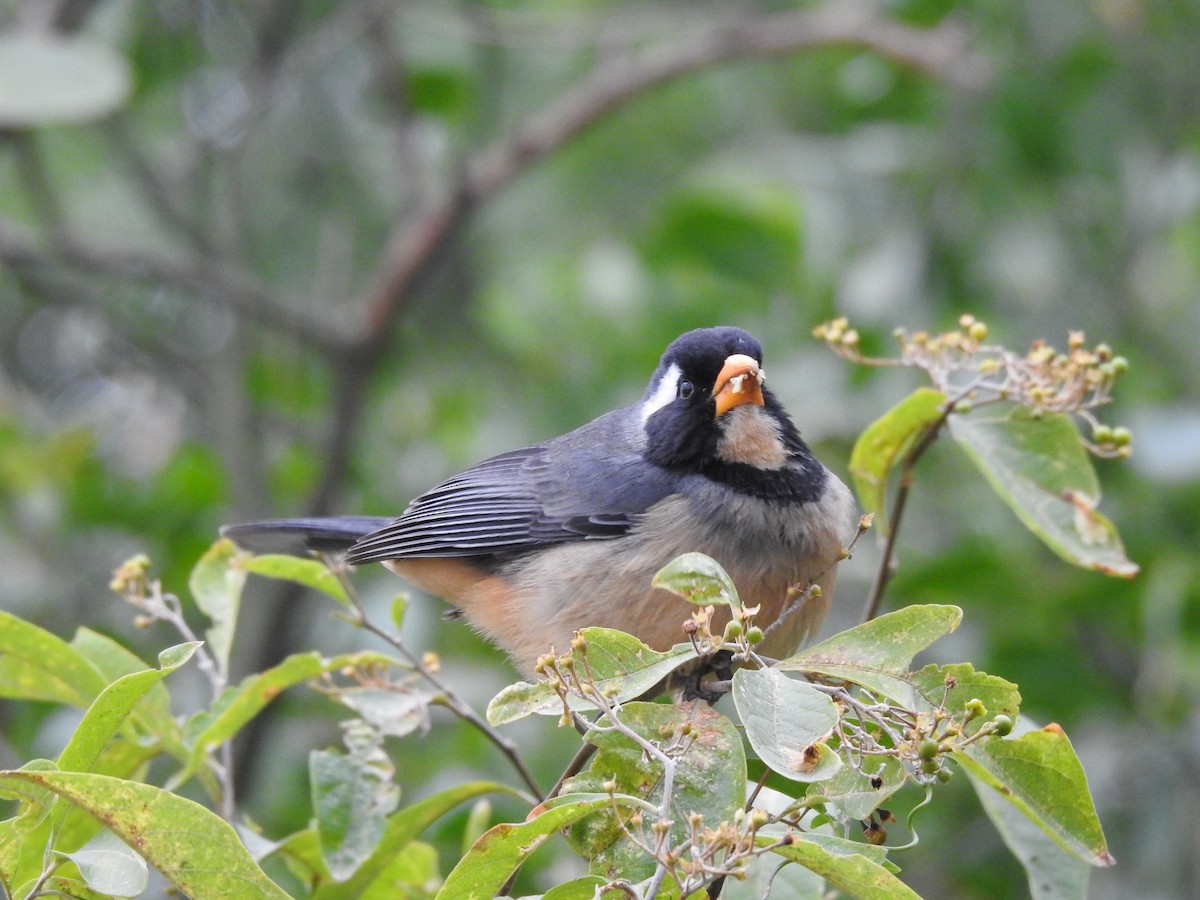 Golden-billed Saltator - ML622070871