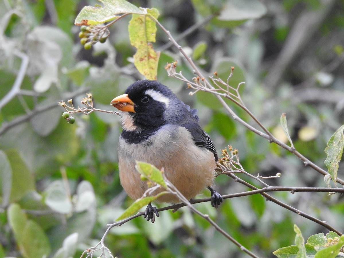 Golden-billed Saltator - ML622070872