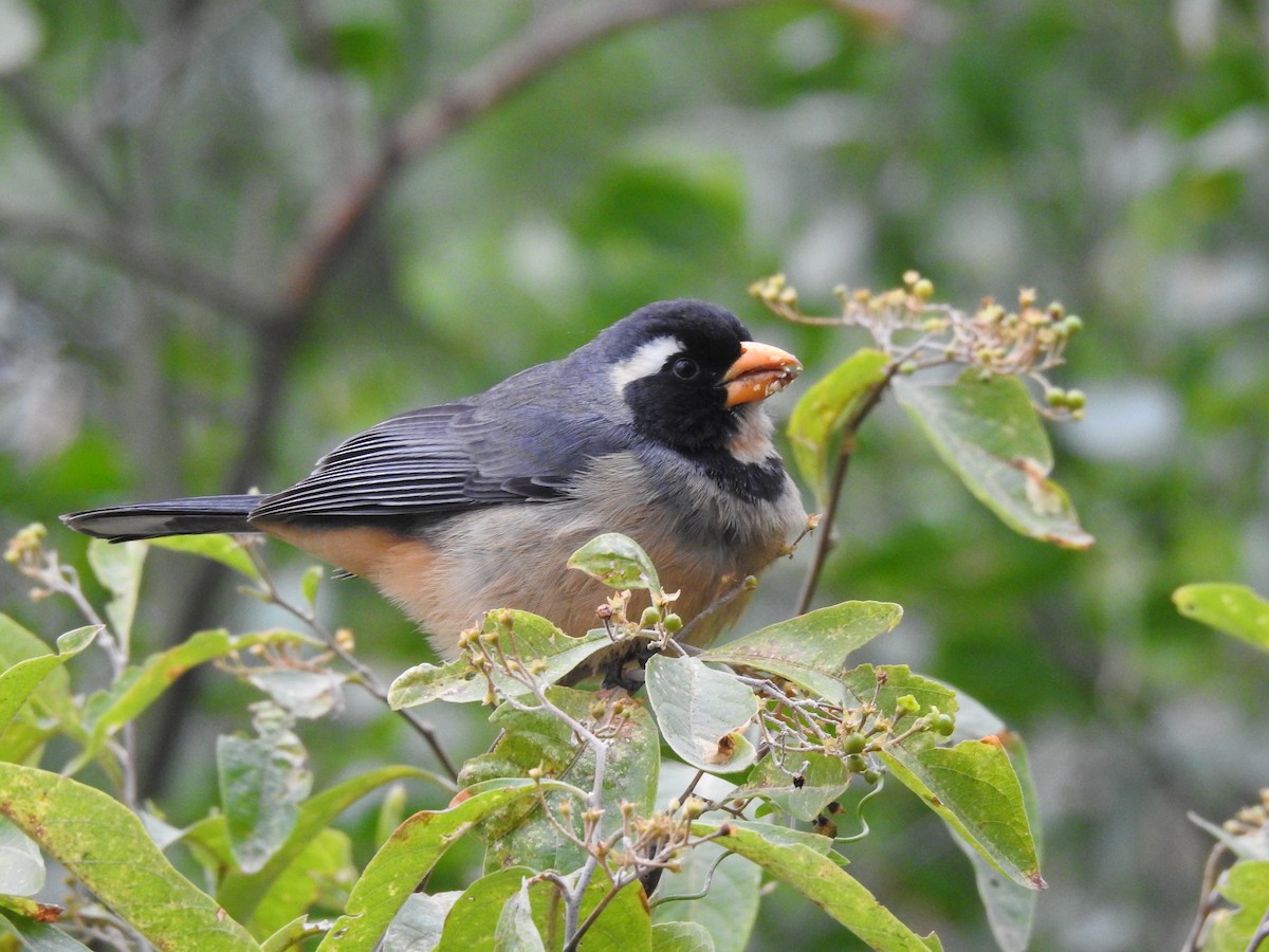 Golden-billed Saltator - ML622070873