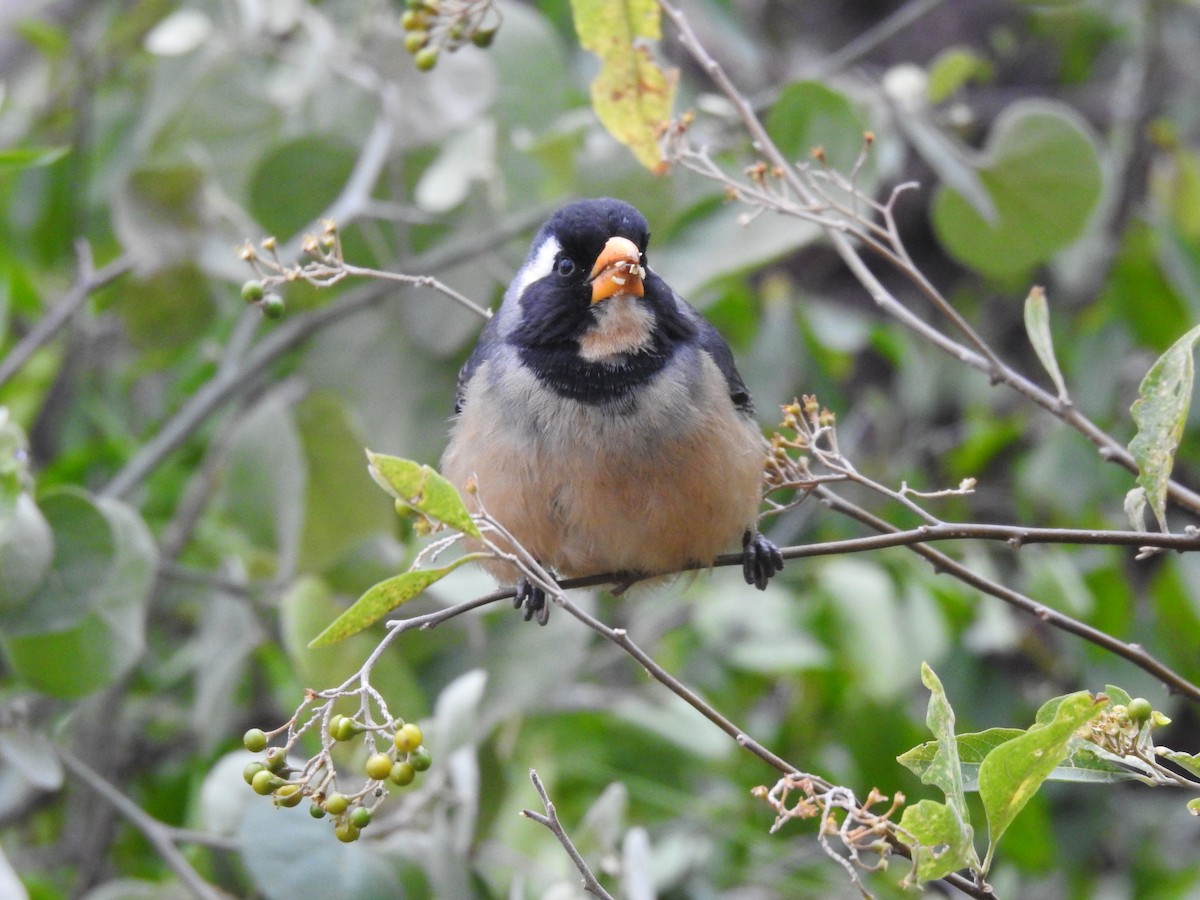 Golden-billed Saltator - ML622070875