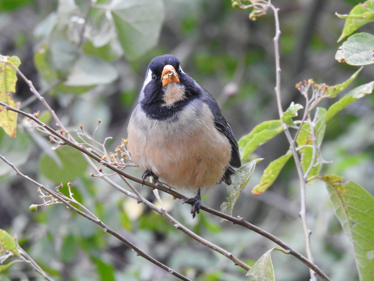 Golden-billed Saltator - ML622070876