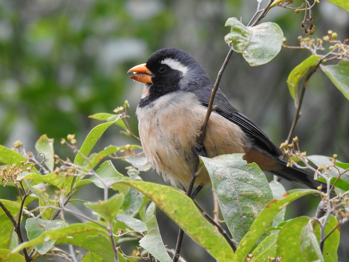 Golden-billed Saltator - ML622070877