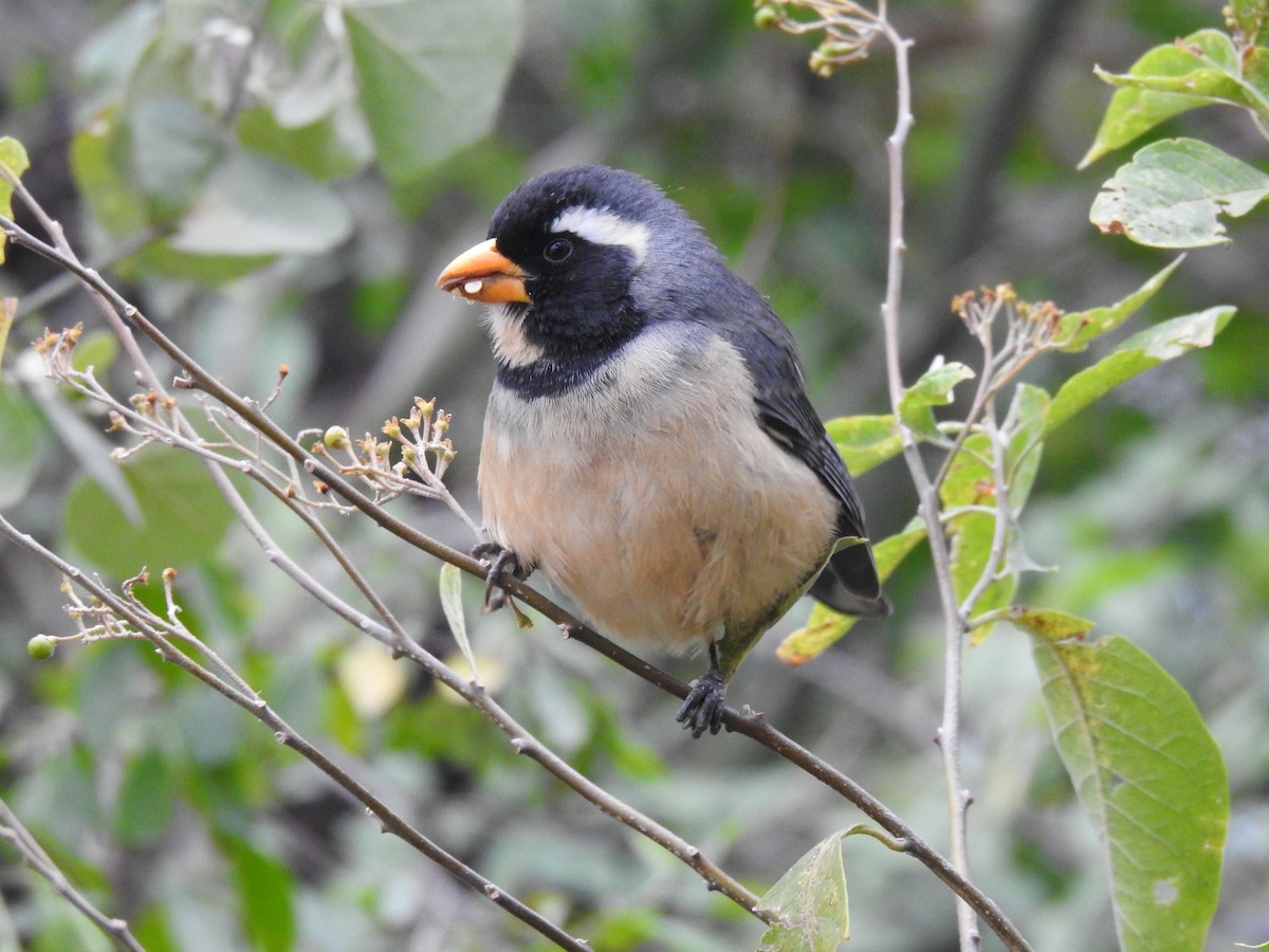 Golden-billed Saltator - ML622070878