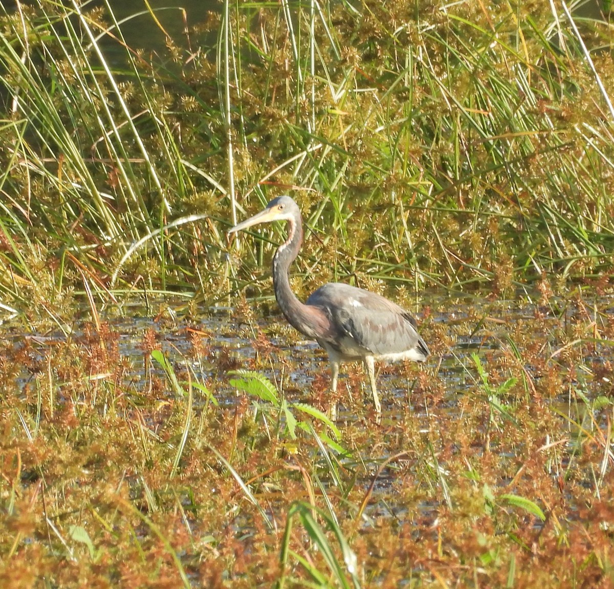 Tricolored Heron - ML622070924