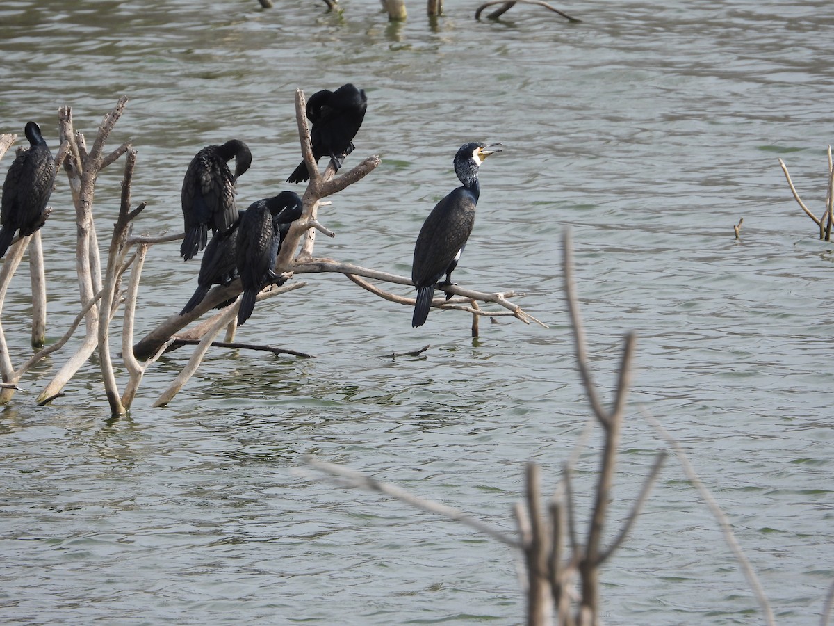 Great Cormorant - Vidhya Sundar