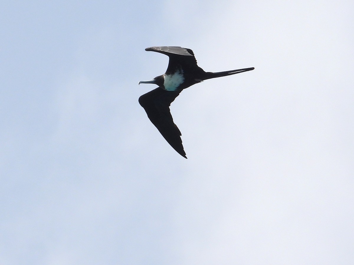 Magnificent Frigatebird - ML622070976