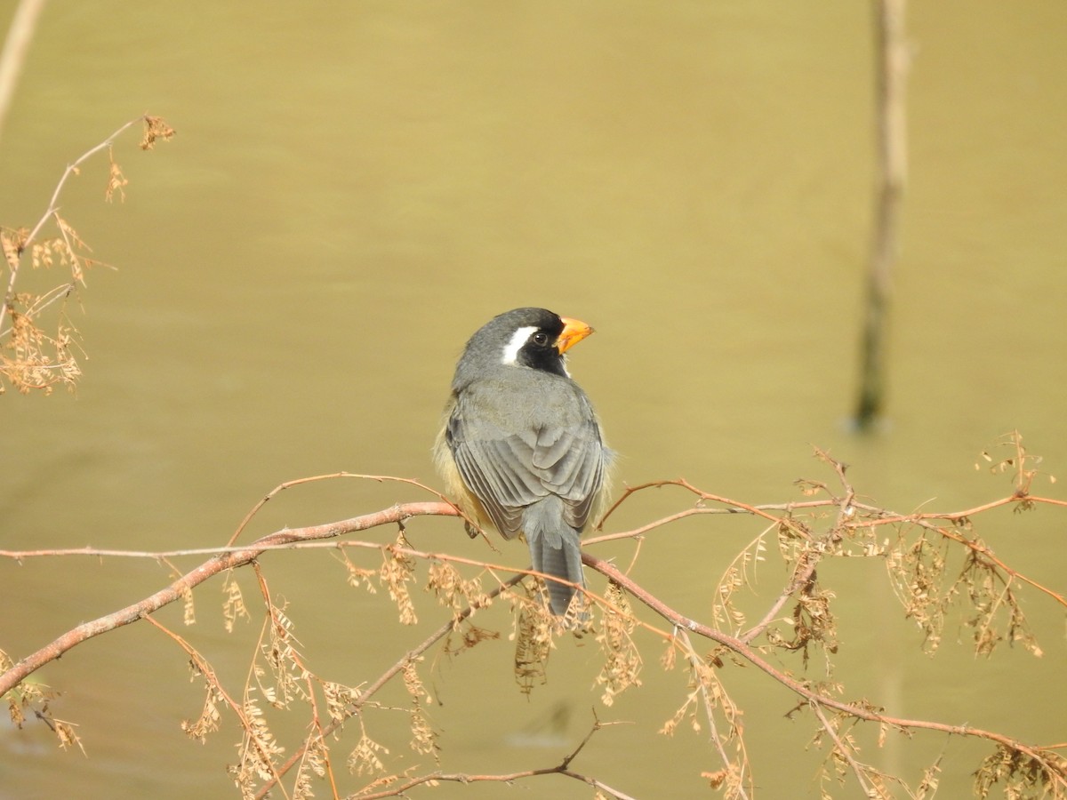 Golden-billed Saltator - ML622070979