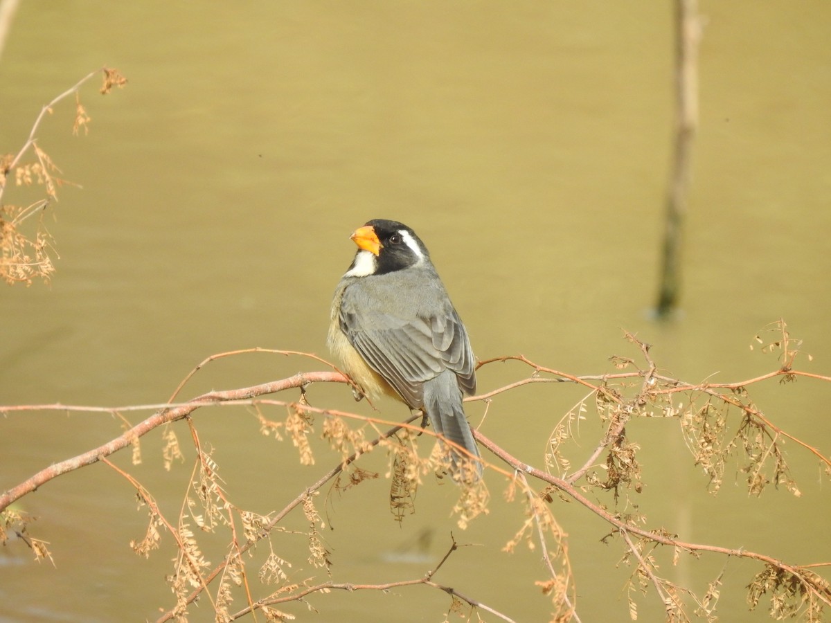 Golden-billed Saltator - ML622070980