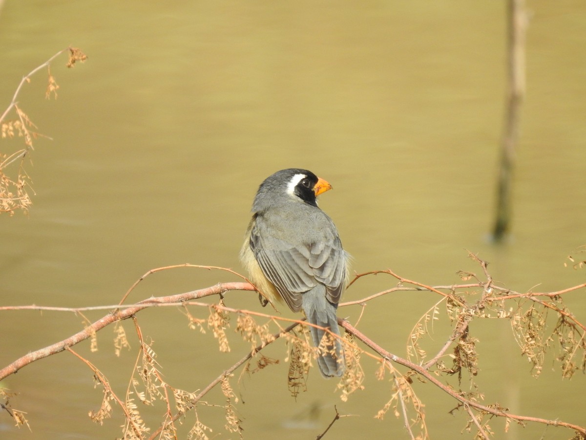 Golden-billed Saltator - ML622070981