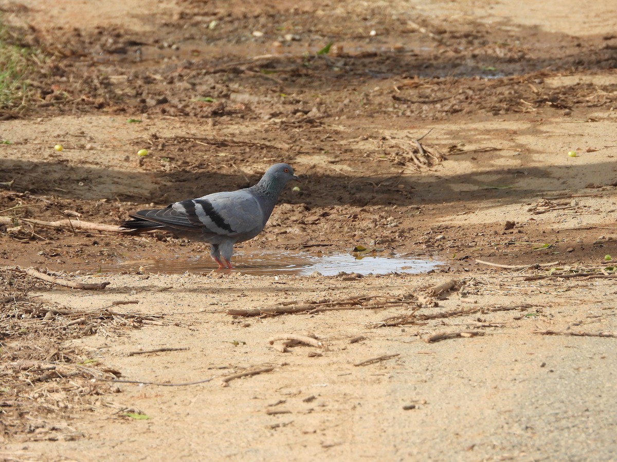 Rock Pigeon (Feral Pigeon) - ML622071018