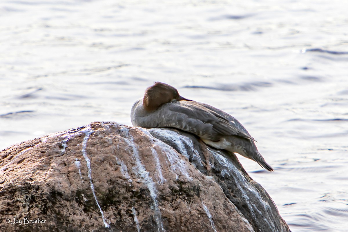 Red-breasted Merganser - Jay Brasher