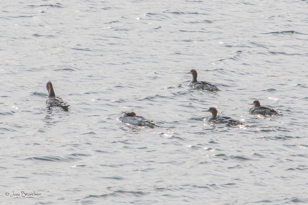 Red-breasted Merganser - Jay Brasher