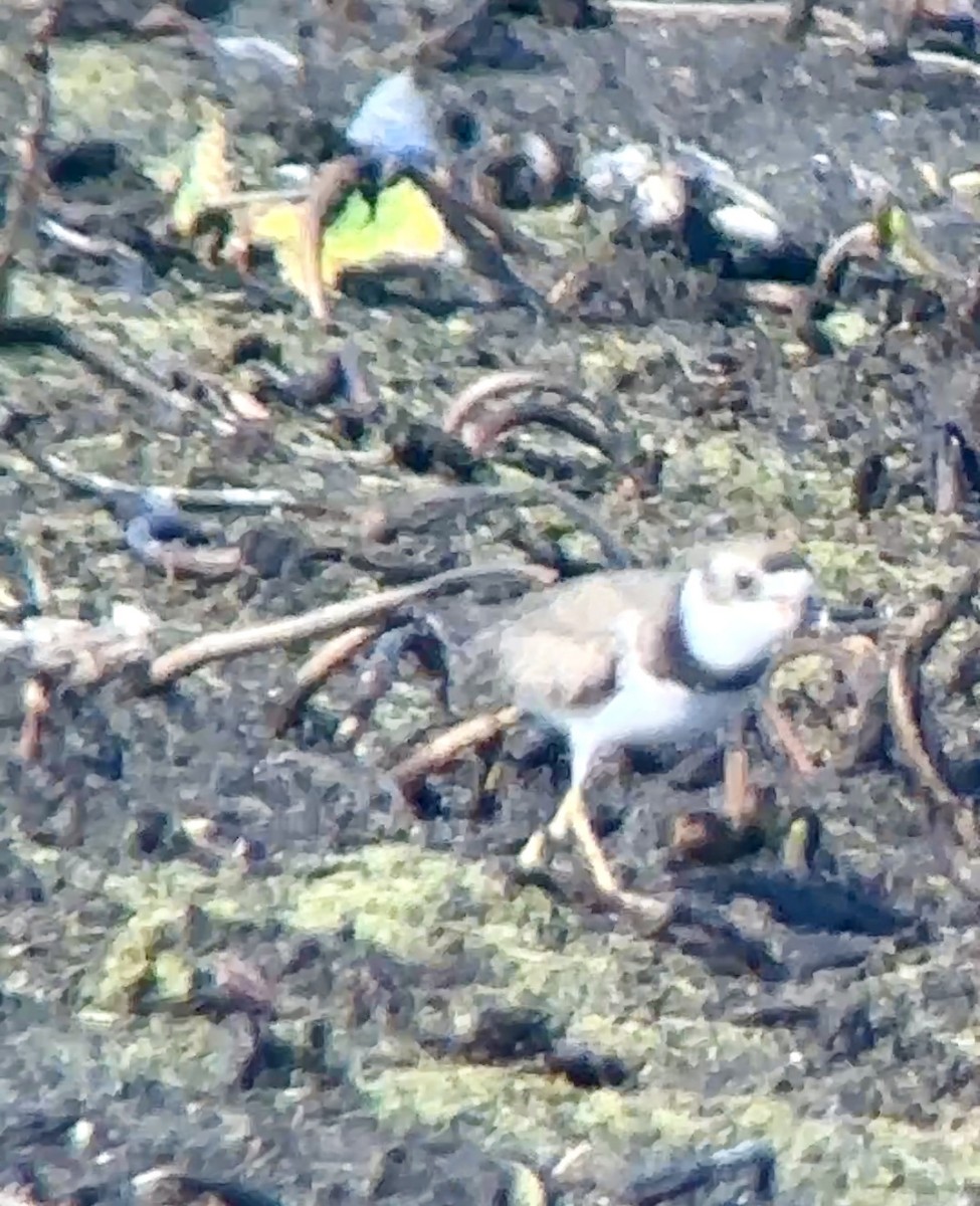 Semipalmated Plover - Soule Mary