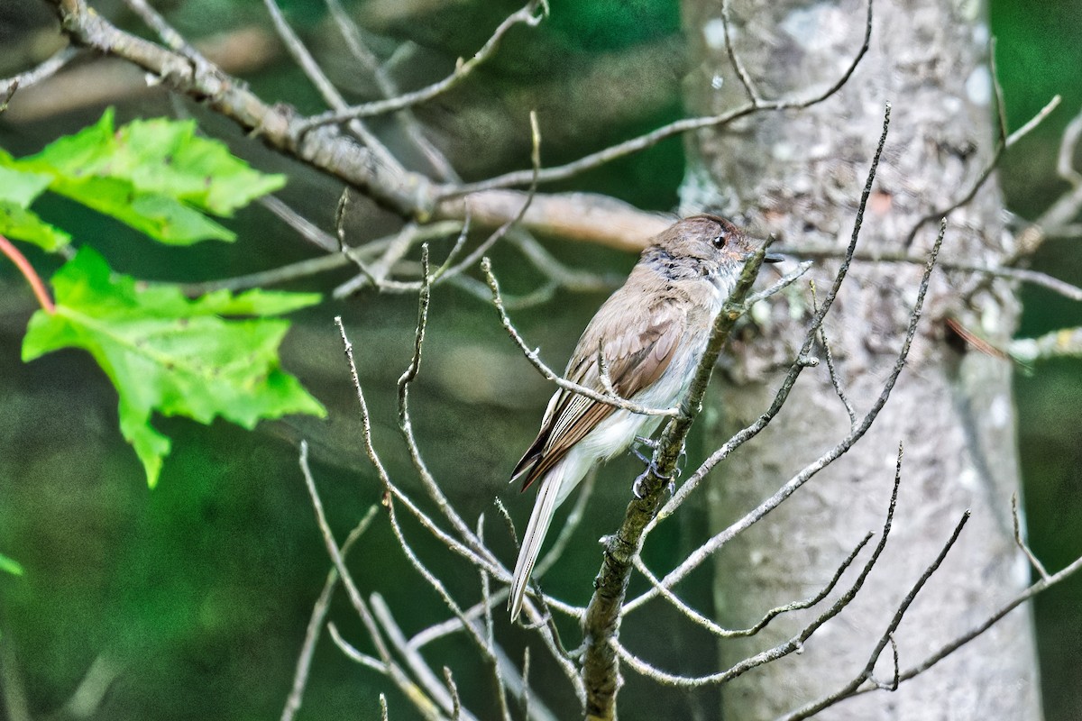 Eastern Phoebe - FELIX-MARIE AFFA'A