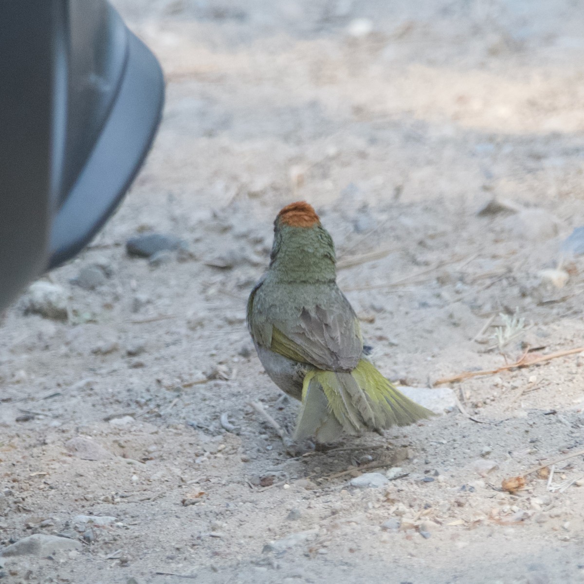 Green-tailed Towhee - Jonathan Mills-Anderson