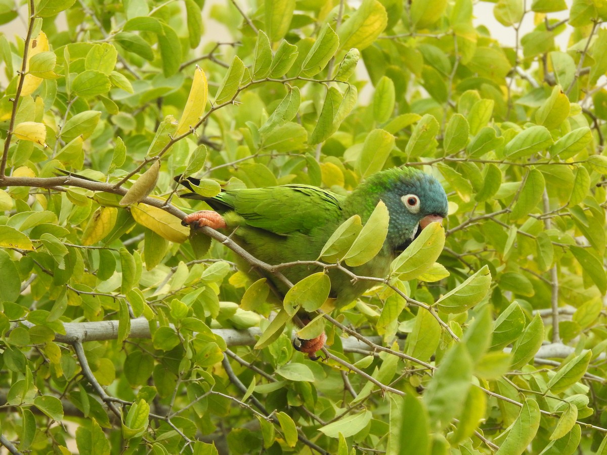 Blue-crowned Parakeet - Juan Isacch