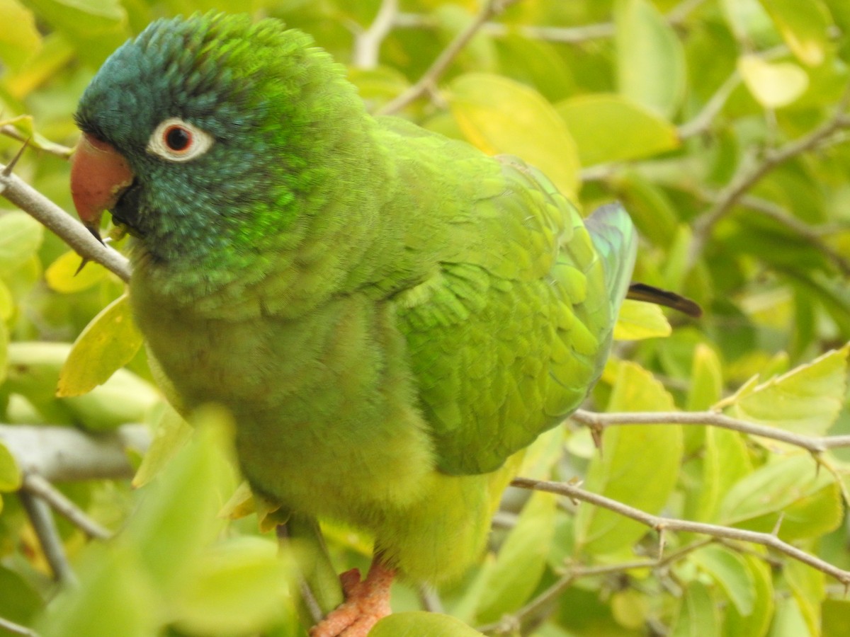 Blue-crowned Parakeet - Juan Isacch