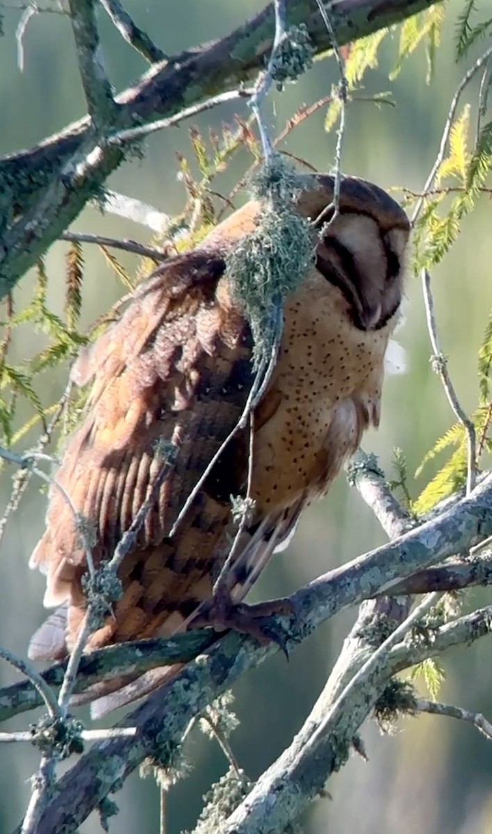 Barn Owl - ML622071076