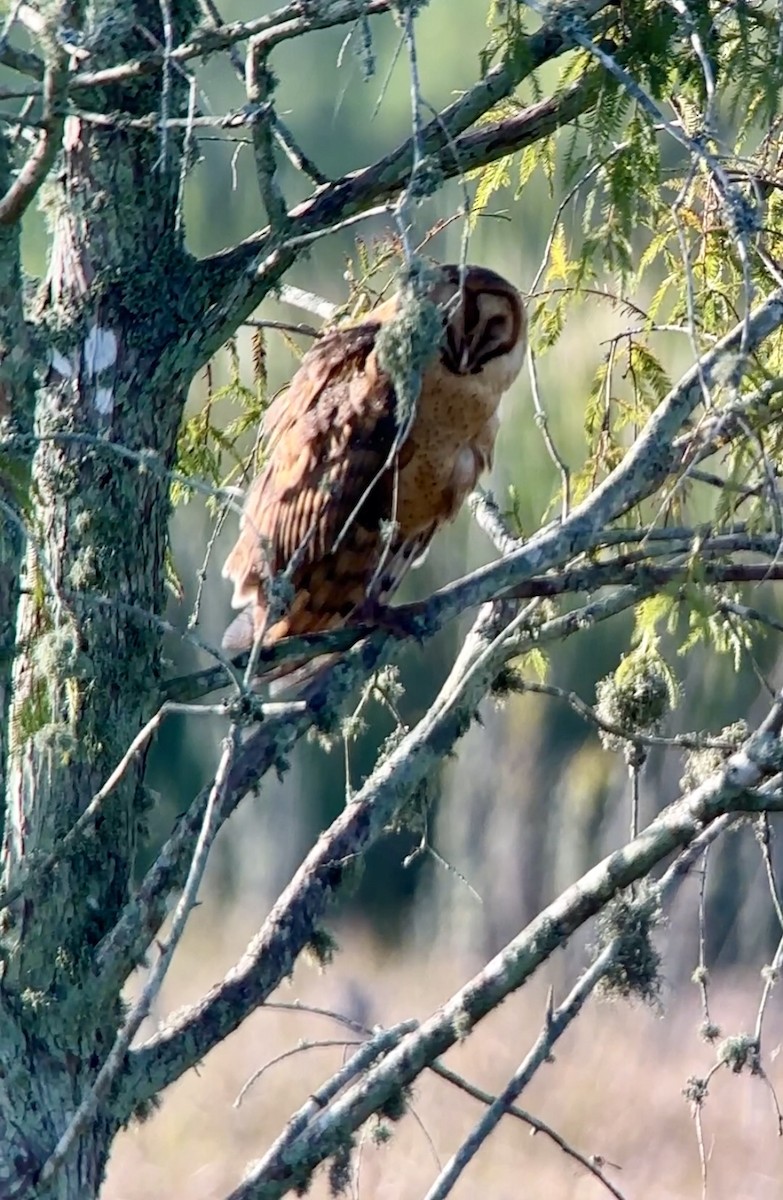 Barn Owl - ML622071077