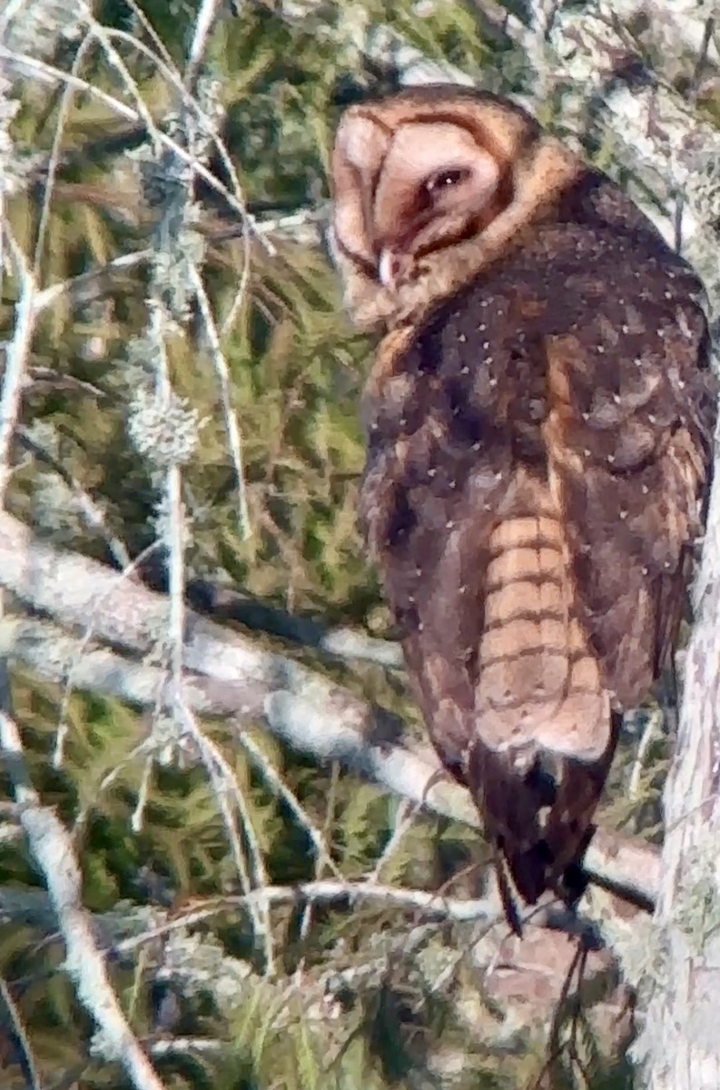 Barn Owl - ML622071078