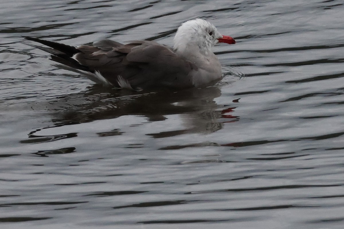 Heermann's Gull - ML622071092