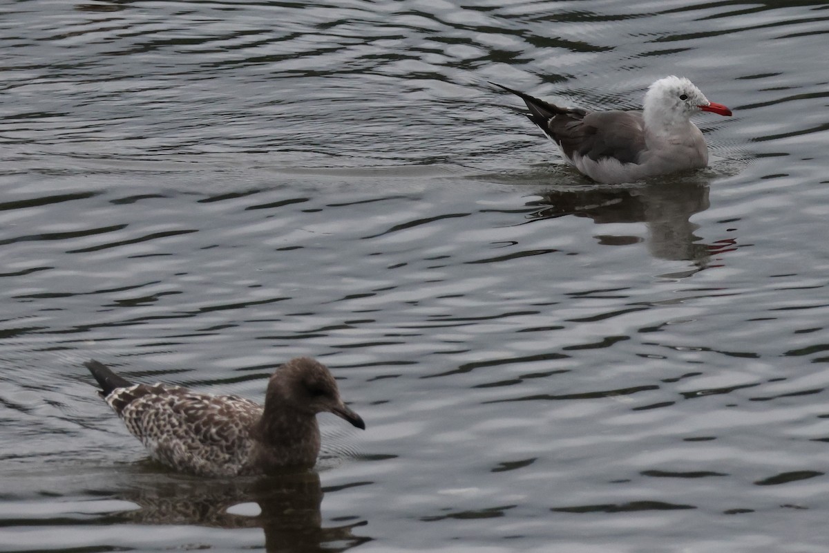 Heermann's Gull - ML622071093