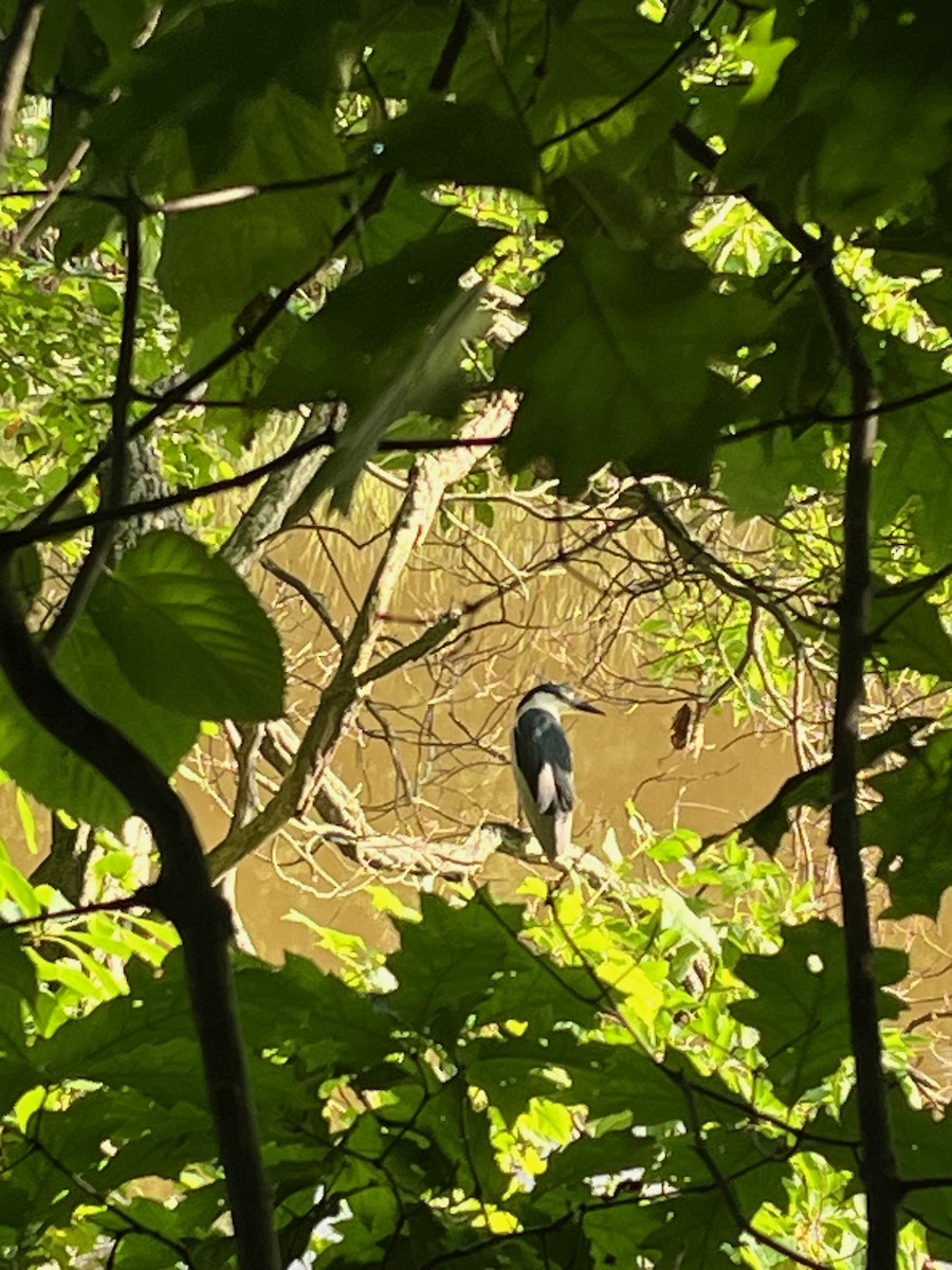 Black-crowned Night Heron (American) - ML622071103