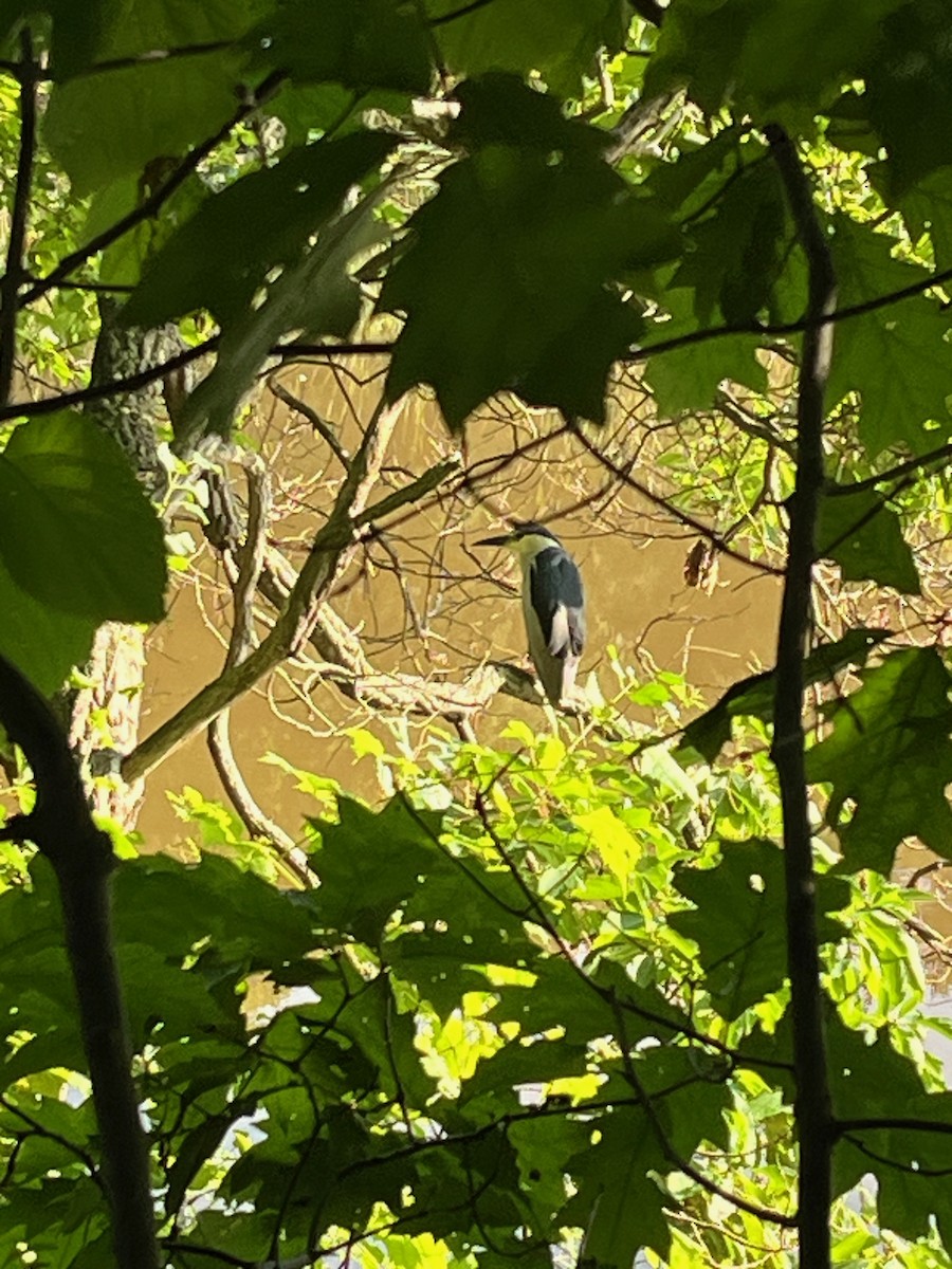 Black-crowned Night Heron (American) - ML622071105