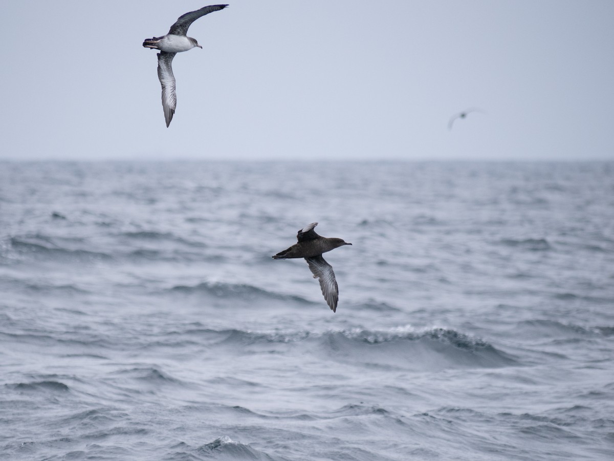 Sooty Shearwater - ML622071131