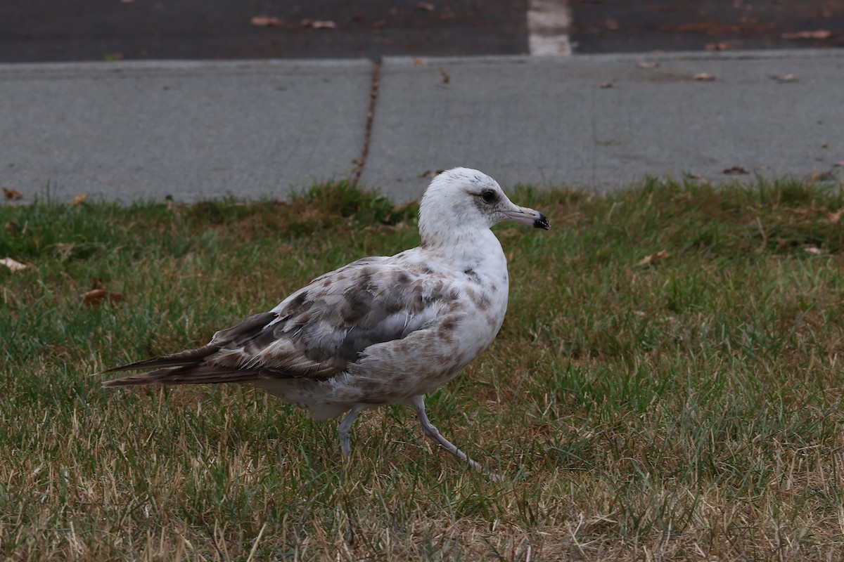 Gaviota de Delaware - ML622071135