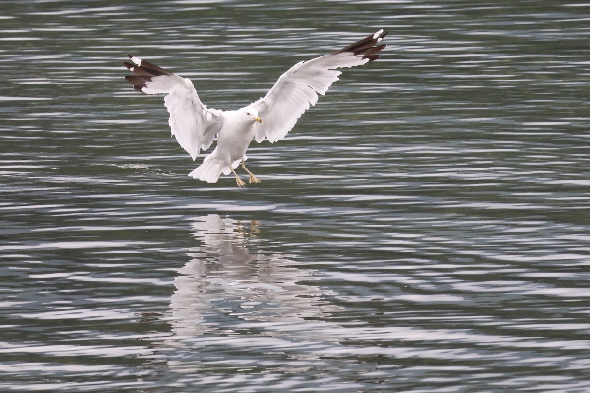 Gaviota de Delaware - ML622071136