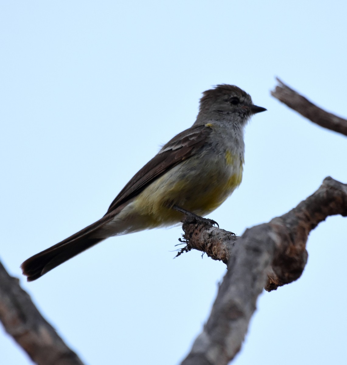 Southern Scrub-Flycatcher - Giusepe Donato