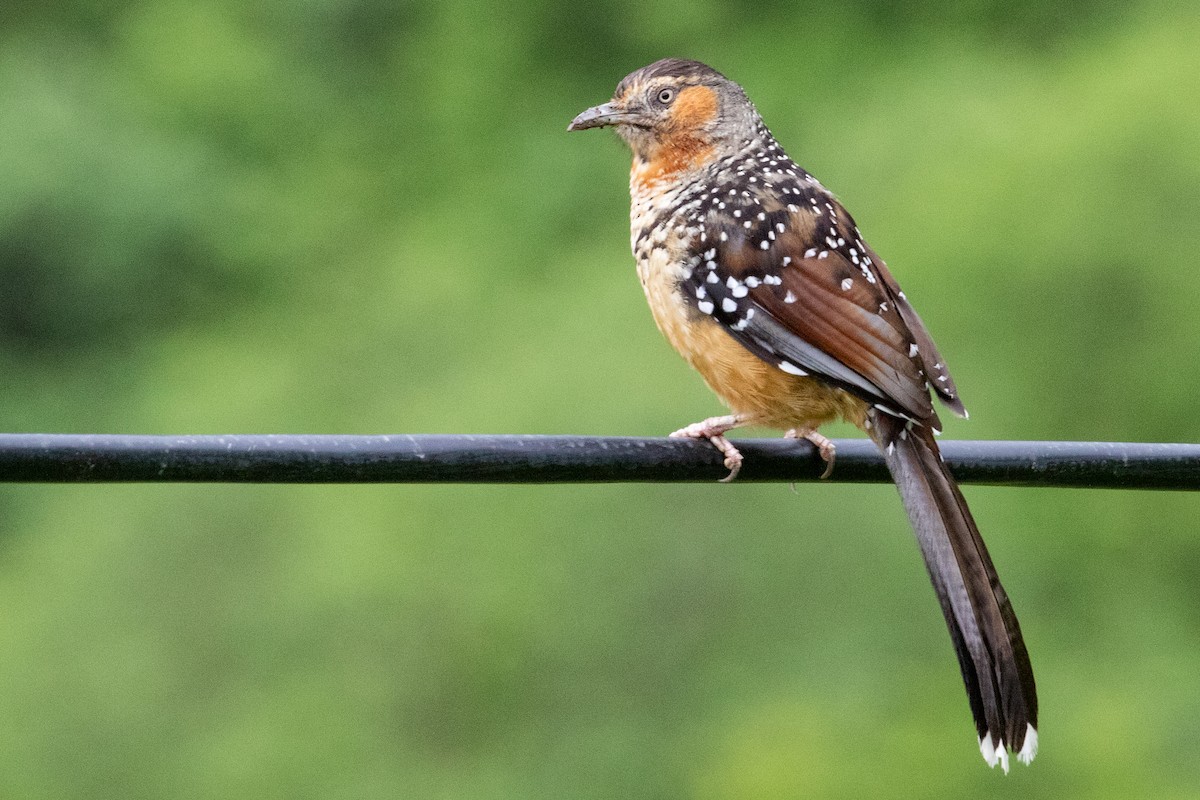 Giant Laughingthrush - Sue Wright