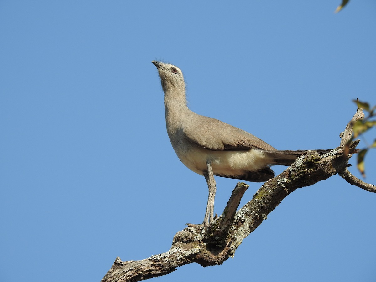 Black-legged Seriema - ML622071150