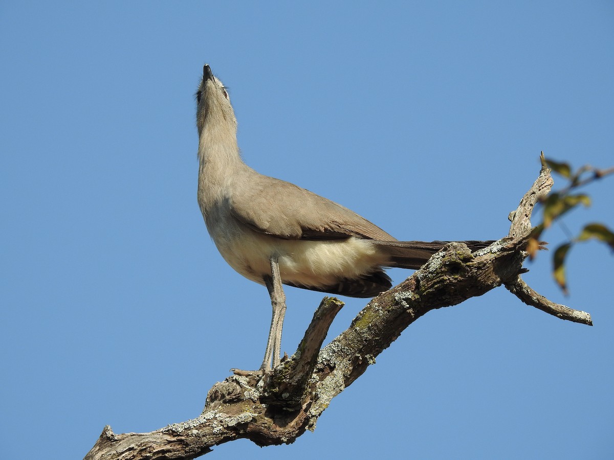 Black-legged Seriema - ML622071151