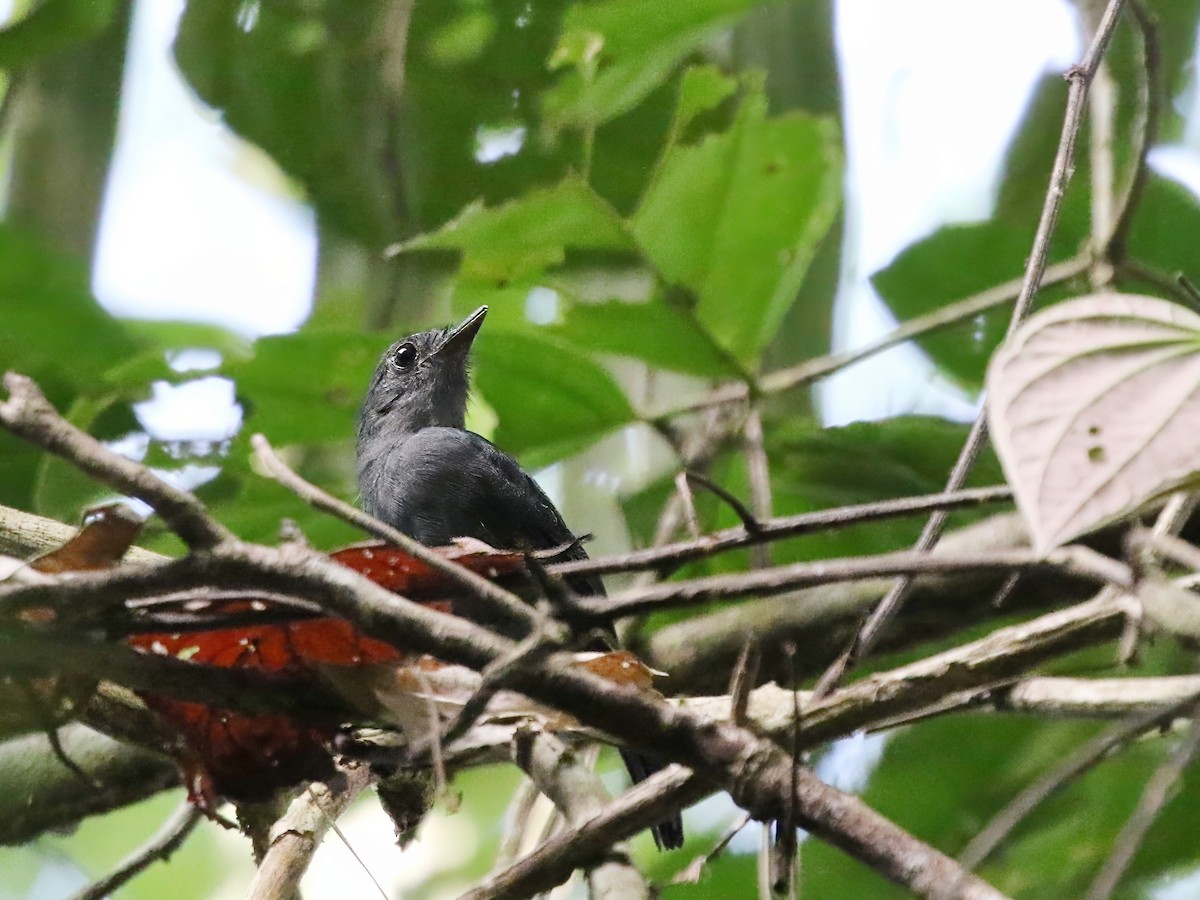 Bluish-slate Antshrike - Richard Greenhalgh