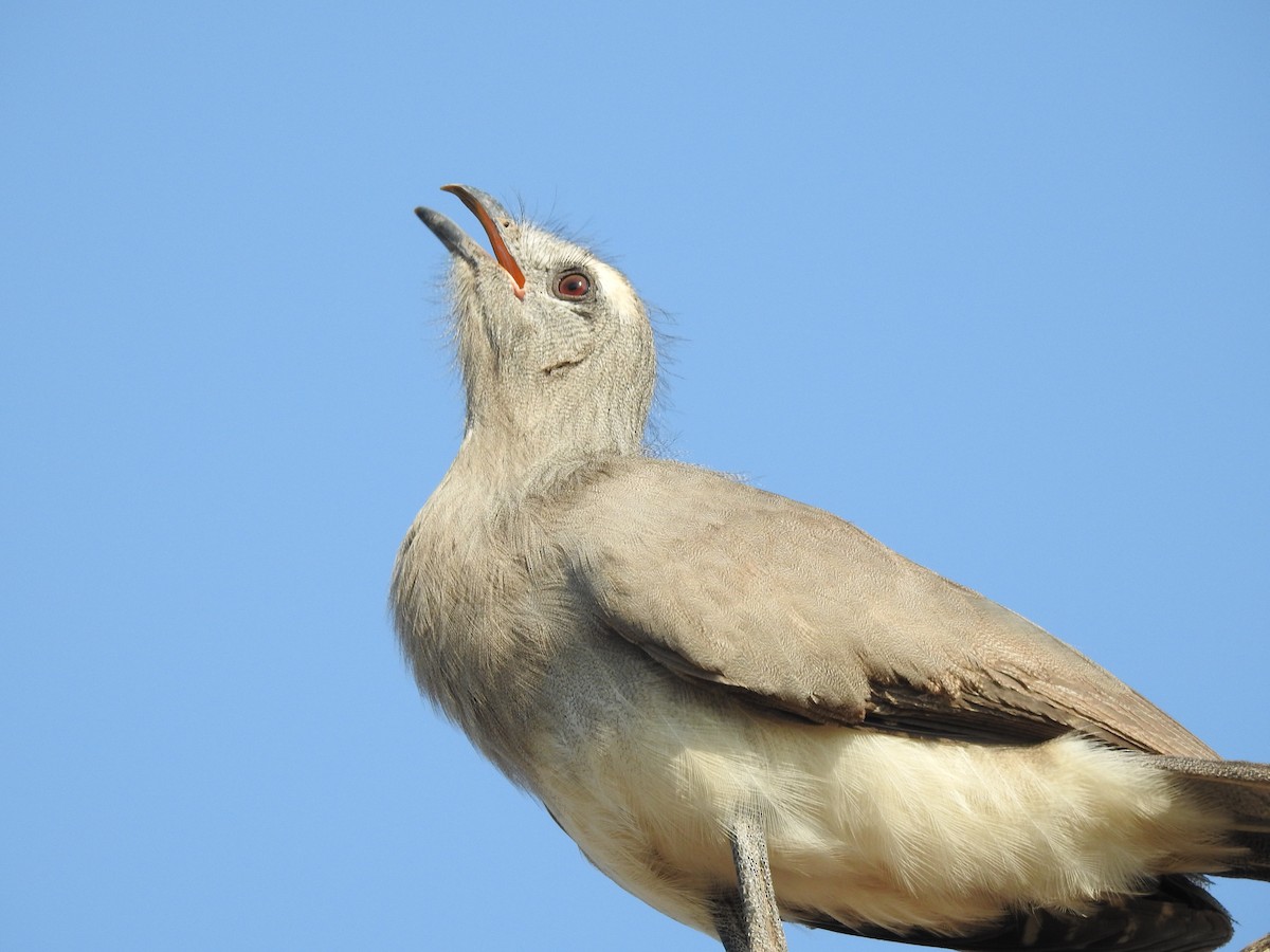 Black-legged Seriema - Juan Isacch