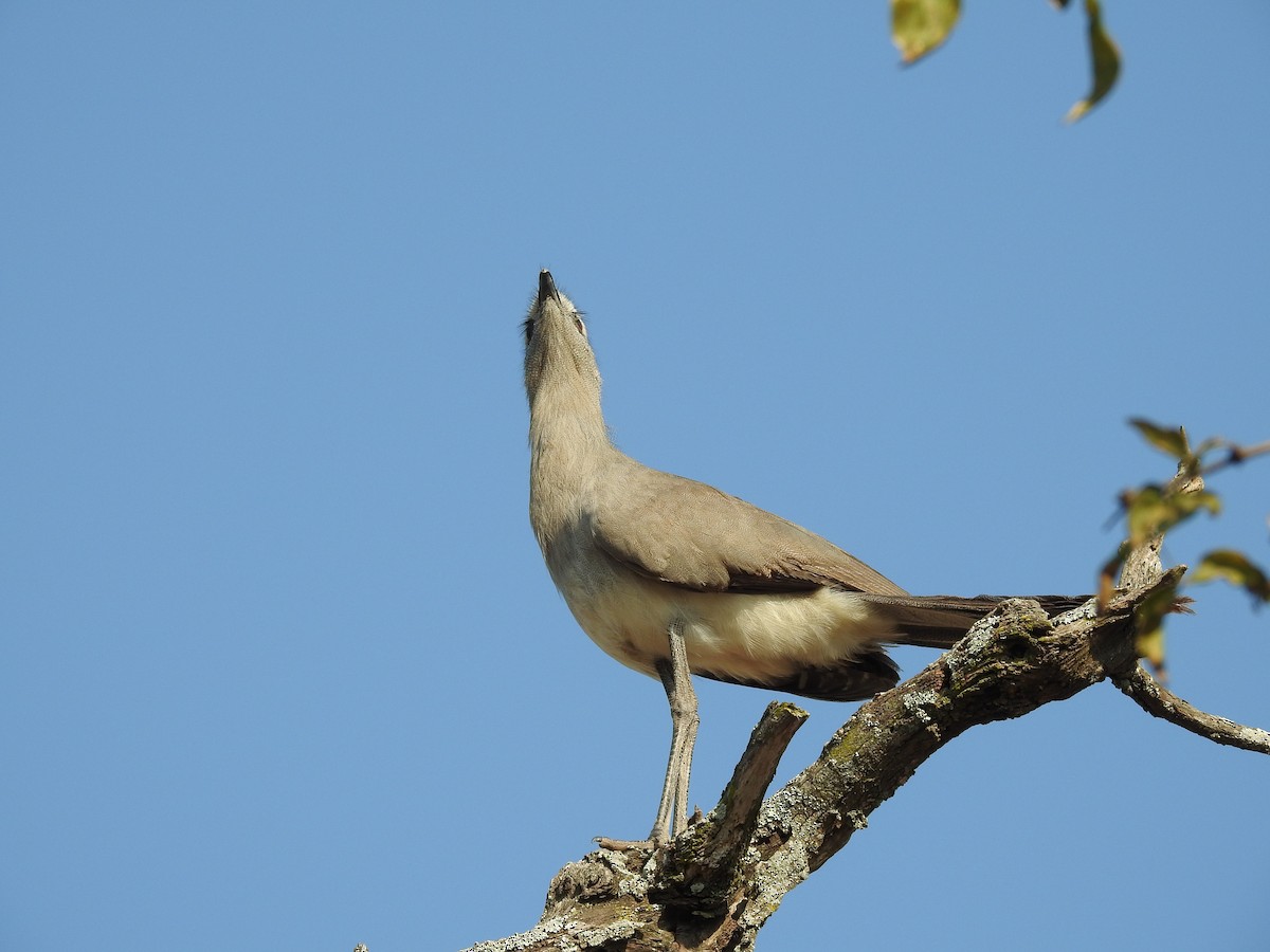 Black-legged Seriema - ML622071155